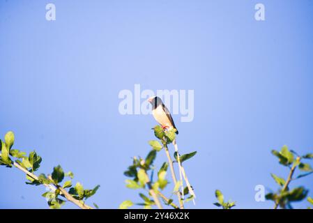 Whydah- Vidua fischeri- Uganda dalla coda di paglia Foto Stock