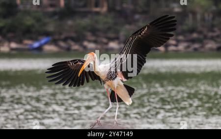 Cicogna dipinta con becco giallo pesante in volo sotto l'acqua in Thailandia Foto Stock