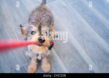 Un piccolo e giovane cane da dachshund morde e tira duro il guinzaglio del suo proprietario in un atteggiamento amichevole e tenero. visualizzazione verticale dall'alto su un pavimento neutro Foto Stock
