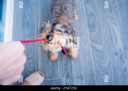 Un piccolo, giovane cane da dachshund morde e tira duro sul guinzaglio del suo proprietario. Potete vedere la mano ferma del proprietario che tiene la tira. verticale vista dall'alto Foto Stock