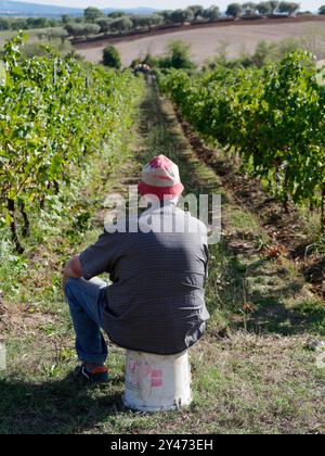 Contadino anziano seduto su un secchio in un vigneto nella città di Montefiascone, Lazio, Italia. 16 settembre 2024 Foto Stock