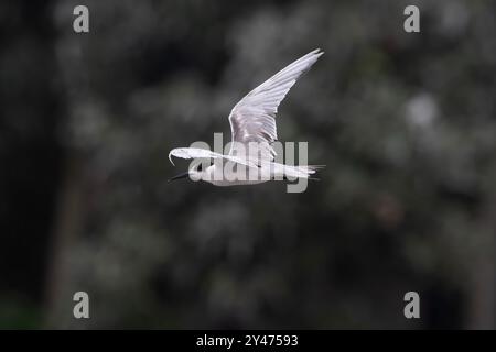 Terna dalle guance bianche (Sterna repressa) osservata sulla costa di Mumbai nel Maharashtra, India durante i monsoni Foto Stock