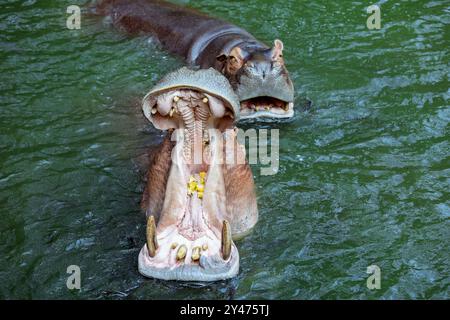 Immensa bocca aperta del Brown Hippo nel fiume, Thailandia Foto Stock