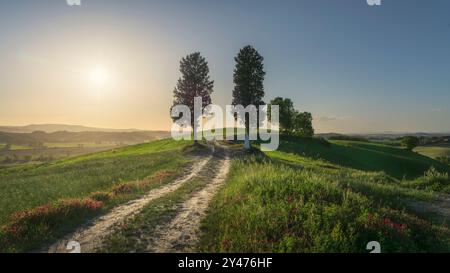 Due alberi sul percorso della via Francigena vicino a Buonconvento al tramonto. Provincia di Siena, regione Toscana, Italia Foto Stock