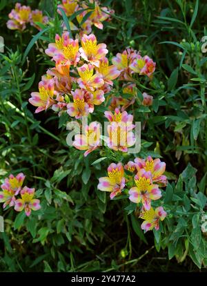 Giglio peruviano o Giglio degli Incas, gioiello da giardino dell'Alstroemeria "pesche", Alstroemeriaceae. Sud America. Cultivar ibrido. Foto Stock