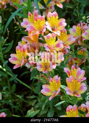 Giglio peruviano o Giglio degli Incas, gioiello da giardino dell'Alstroemeria "pesche", Alstroemeriaceae. Sud America. Cultivar ibrido. Foto Stock