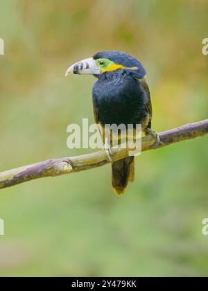 Spot con fattura Toucanet Selenidera maculirostris Atlantic Forest, Brasile BI043093 Foto Stock