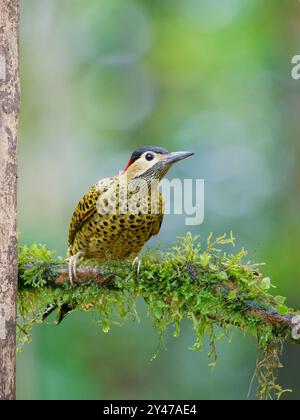 Green Barred Woodpecker Colaptes melanochloros Atlantic Forest, Brasile BI043223 Foto Stock