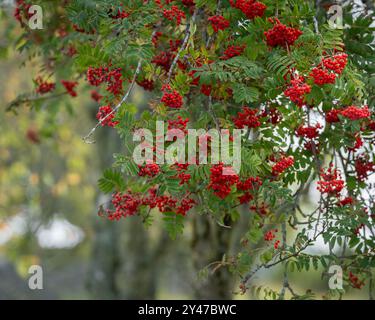 Cenere di montagna europea, albero di rowan (Sorbus aucuparia), rami con frutti di bosco. Bacche rosse su un albero di Rowan, Sorbus aucuparia. Sfondo autunnale. Foto Stock