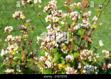 Fagopyrum esculentum di grano saraceno giapponese Foto Stock