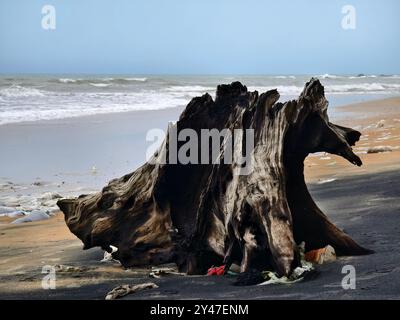 Un grande mucchio di legno di mare si trova sulla cima di una splendida spiaggia di sabbia Foto Stock