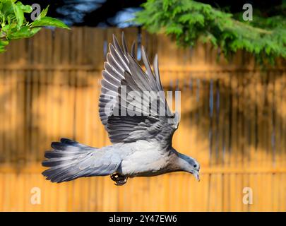 Piccione giovanile o squab in volo in giardino contro un pannello di scherma di bambù color oro autunnale Foto Stock