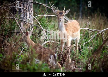 Damhirsch Dama dama. Ein Damhirsch Dama dama im Wildgatter Oberrabenstein Chemnitz . 20240913MIC0155 *** cervo a riposo Dama dama Un cervo a riposo Dama dama nella riserva di selvaggina di Oberrabenstein Chemnitz 20240913MIC0155 Foto Stock