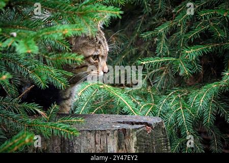 Europäische Wildkatze oder Waldkatze Felis silvestris . Europäische Wildkatze oder Waldkatze Felis silvestris im Wildgatter Oberrabenstein Chemnitz . 20240913MIC0170 *** gatto selvatico europeo o gatto forestale Felis silvestris gatto selvatico europeo o gatto forestale Felis silvestris nella riserva di selvaggina di Oberrabenstein Chemnitz 20240913MIC0170 Foto Stock