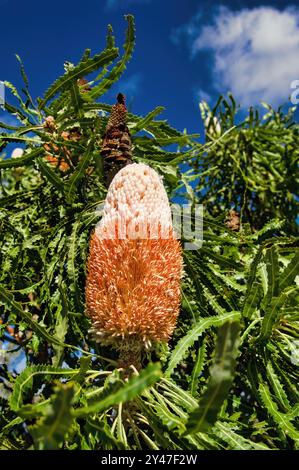 Punta di fiore di una banksia ghianda o banksia arancione (banksia prionotes) nel Parco Nazionale di Badgingarra, Australia Occidentale Foto Stock