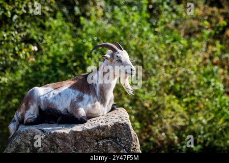 Zwergziege. Zwergziege im Heimattierpark Südpark Merseburg. 20240912MIC0219 *** capra nana capra nana nel parco animale domestico Südpark Merseburg 20240912MIC0219 Foto Stock