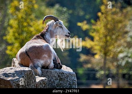 Zwergziege. Zwergziege im Heimattierpark Südpark Merseburg. 20240912MIC0201 *** capra nana capra nana nel parco animale domestico Südpark Merseburg 20240912MIC0201 Foto Stock