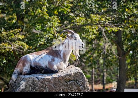 Zwergziege. Zwergziege im Heimattierpark Südpark Merseburg. 20240912MIC0208 *** capra nana capra nana nel parco animale domestico Südpark Merseburg 20240912MIC0208 Foto Stock