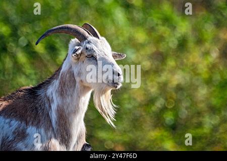 Zwergziege. Zwergziege im Heimattierpark Südpark Merseburg. 20240912MIC0215 *** capra nana capra nana nel parco animale domestico Südpark Merseburg 20240912MIC0215 Foto Stock