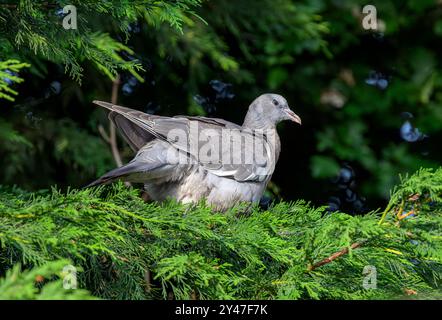 Un piccione di legno giovane o uno squab si sedeva in un albero di conifere, che guarda caso gli sbattono gli occhi Foto Stock