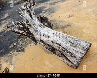 Un grande mucchio di legno di mare si trova sulla cima di una splendida spiaggia di sabbia Foto Stock