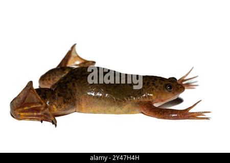 Una Platanna comune, nota anche come rana artigliata africana (Xenopus laevis) su sfondo bianco Foto Stock