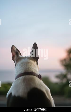 Il cane del Boston Terrier visto da dietro, guardando fuori da una finestra verso il mare durante l'ora d'oro. Le sue orecchie sono rivolte verso l'alto e molto distintive. Foto Stock