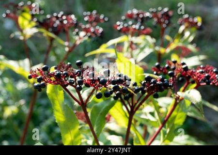 Sambucus ebulus anziano nano europeo Foto Stock