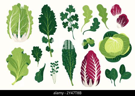 Foglie di insalata fresca. Cartoni animati erbe e spezie verdi biologiche, rucola piatta basilico aneto coriandolo prezzemolo tarragone piante. Set isolato vettoriale. Illustrazione Vettoriale