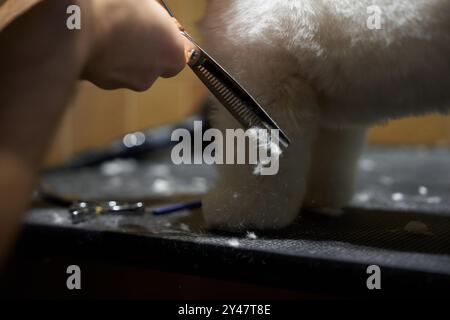 Prepara un cane soffice in un ambiente interno accogliente durante il tardo pomeriggio Foto Stock