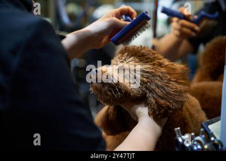 Tosatura dei cani in un salone per animali durante una sessione pomeridiana luminosa Foto Stock