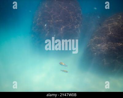Pesci gialli che nuotano vicino alle rocce sulla costa di Paraty, Brasile. Fotografia subacquea. Messa a fuoco selettiva. Foto Stock