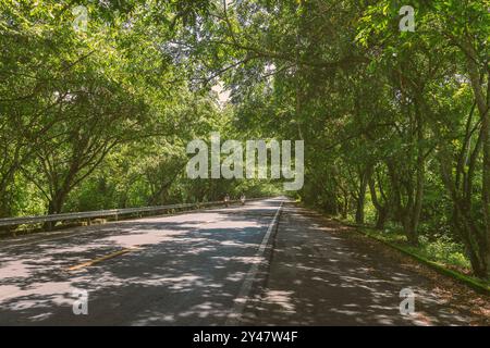 Rio Santos Highway, BR 101. Paraty, Brasile. Stenditi con alberi che formano un tunnel nella corsia. Foto Stock