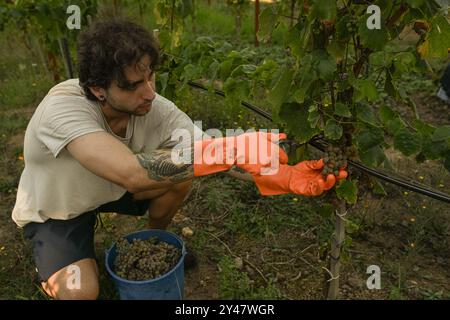 16 settembre 2024, Sanxenxo, Pontevedra, EspaÃ±a: Inizio della stagione di vendemmia dell'uva AlbariÃ±o nella regione di Salnés, in provincia di Pontevedra, Galizia, Spagna (Credit Image: © Elena Fernandez/ZUMA Press Wire) SOLO USO EDITORIALE! Non per USO commerciale! Foto Stock