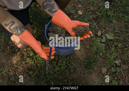 16 settembre 2024, Sanxenxo, Pontevedra, EspaÃ±a: Inizio della stagione di vendemmia dell'uva AlbariÃ±o nella regione di Salnés, in provincia di Pontevedra, Galizia, Spagna (Credit Image: © Elena Fernandez/ZUMA Press Wire) SOLO USO EDITORIALE! Non per USO commerciale! Foto Stock