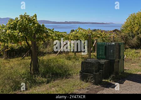 16 settembre 2024, Sanxenxo, Pontevedra, EspaÃ±a: Inizio della stagione di vendemmia dell'uva AlbariÃ±o nella regione di Salnés, in provincia di Pontevedra, Galizia, Spagna (Credit Image: © Elena Fernandez/ZUMA Press Wire) SOLO USO EDITORIALE! Non per USO commerciale! Foto Stock