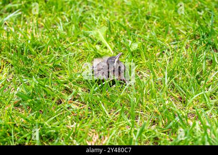 Uccellino spinoso cadde dal suo nido. Uccello giovane nell'erba verde in primavera. Foto Stock