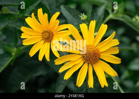 Due grandi fiori gialli da vicino. Margherita gialla. Foto Stock