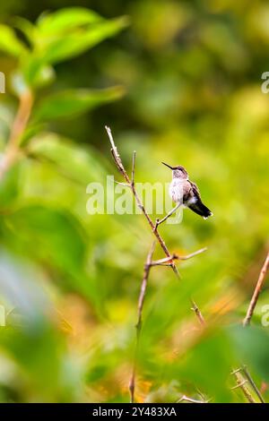 Una femmina Hummingbird dalla gola rubina (Archilochus colubris) arroccata su un albero nel Will Rogers Park di Oklahoma City. Foto Stock