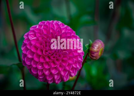 Fiori bellissimi che crescono nel giardino Foto Stock