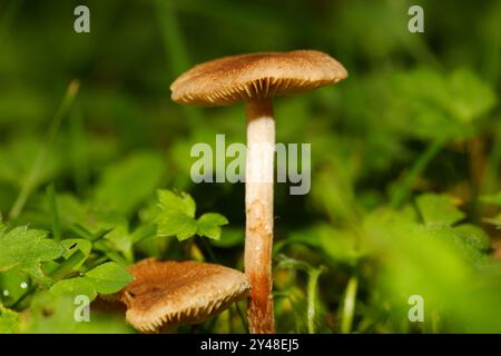 Piccolo fungo cavalcato che cresce in un pascolo. Quebec, Canada Foto Stock