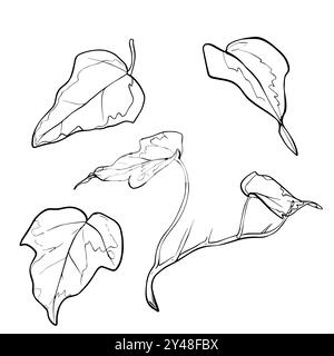 Tracciare il ramo dell'edera con le foglie. Illustrazione grafica pianta dipinta da inchiostri neri. Fogliame di disegno lineare su isolato. Stile grafico vettoriale per Illustrazione Vettoriale