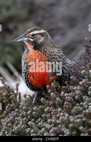 Femmina Long Tailed Meadowlark, Leistes Loyca Falklandicus. Specie endemiche residenti delle Isole Falkland. Foto Stock