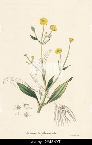 Erba di lancia minore, erba di lancia strisciante maggiore o banewort, Ranunculus flammula. Usato come emetico. Litografia colorata a mano da un'illustrazione botanica di George Spratt di William Woodville e Sir William Jackson Hooker's Medical Botany, Londra, 1832. Foto Stock