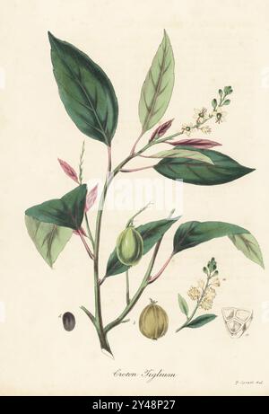 Spurgo croton, Croton tiglium. Originario dell'Asia, usato come purgativo, diaforetico e diuretico. Litografia colorata a mano da un'illustrazione botanica di George Spratt di William Woodville e Sir William Jackson Hooker's Medical Botany, Londra, 1832. Foto Stock