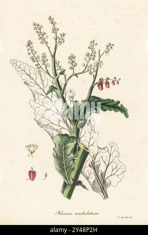 Rabarbaro, Rheum rhabarbarum. Rabarbaro cinese con lievitazione a onde, Rheum undulatum. Litografia colorata a mano da un'illustrazione botanica di George Spratt di William Woodville e Sir William Jackson Hooker's Medical Botany, Londra, 1832. Foto Stock