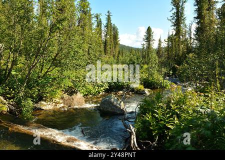 Un piccolo torrente turbolento scorre da esso attraverso una fitta foresta, che si piega intorno alle pietre e agli alberi caduti nel suo canale. Fiume Malaya Buiba, Ergaki Foto Stock