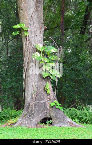 Un vecchio albero di quercia con un buco alla base, viti che la arrampicano e felci che crescono dietro di essa, in un cortile, in Florida Foto Stock