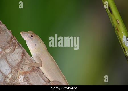 Un primo piano di una lucertola marrone anolica arroccata su un ramo di una piccola palma in un cortile in Florida Foto Stock