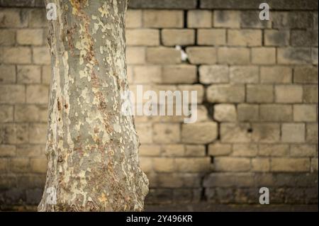 Albero di fronte a una grossa crepa in un vecchio muro di pietra nella città di Arles (Francia) Foto Stock
